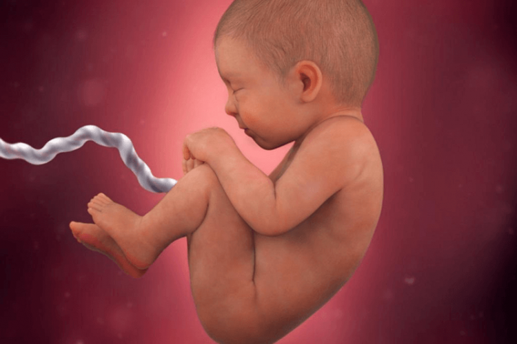 fetus in placenta